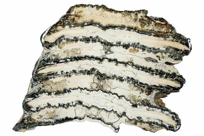 Polished Mammoth Molar Slice - South Carolina #335384